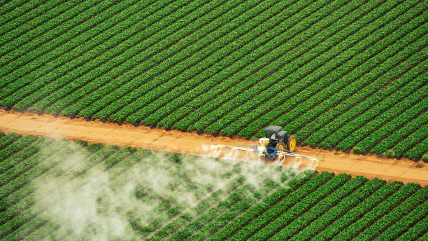 Best Pest Control Near Me  in Lepanto, AR