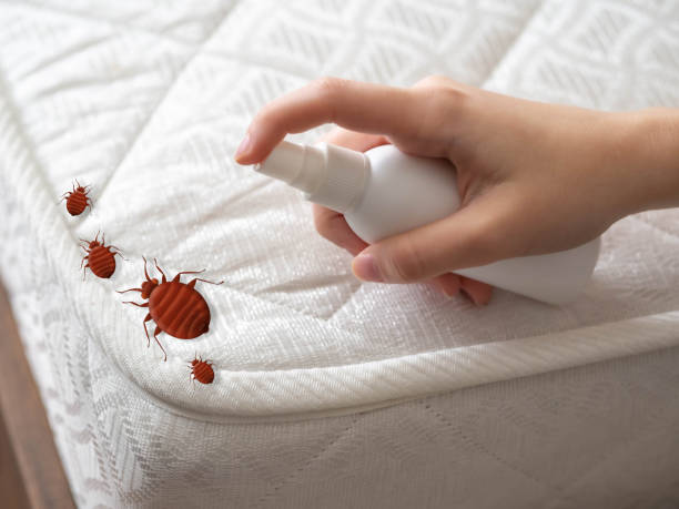 Best Insect Control  in Lepanto, AR