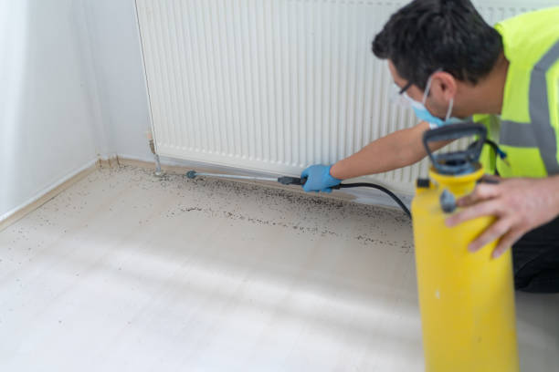 Best Mosquito Control Services  in Lepanto, AR